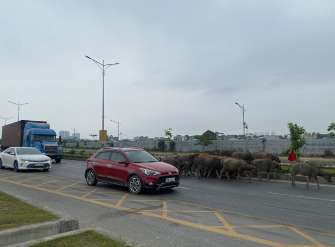 Những cái bẫy “di động” tiềm ẩn nguy cơ tai nạn giao thông